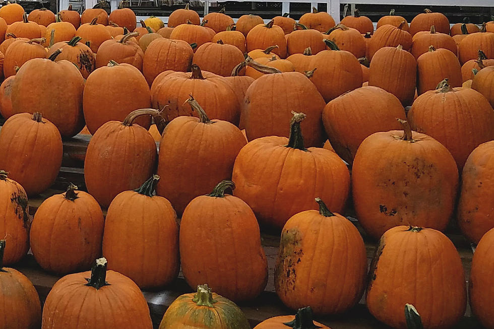 New Jersey’s Pumpkin Patch is Smaller This Season