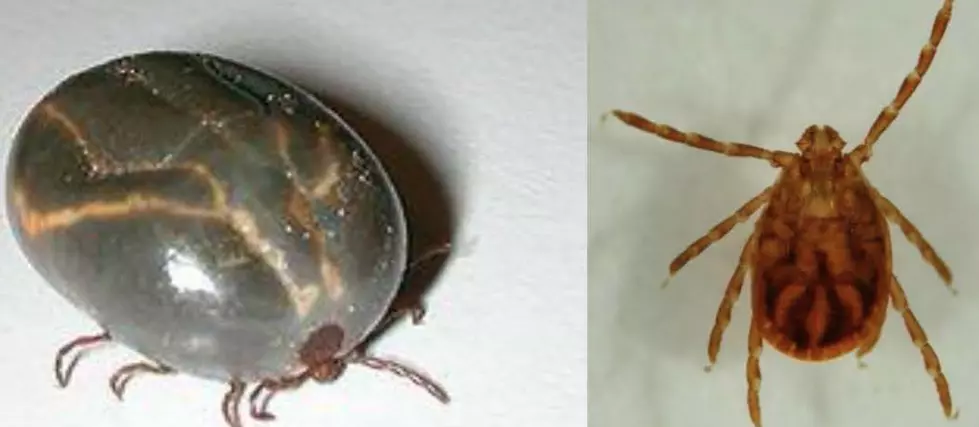Exotic tick, now in at least 7 NJ counties, has been here for a while