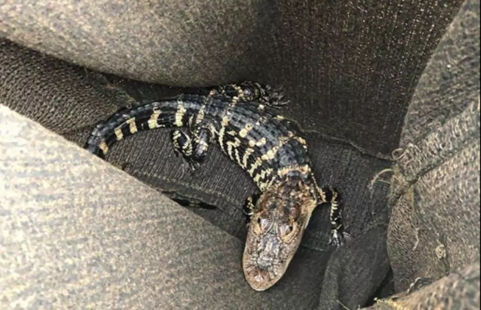 Alligator Found in Old Bridge by Man Walking Dog