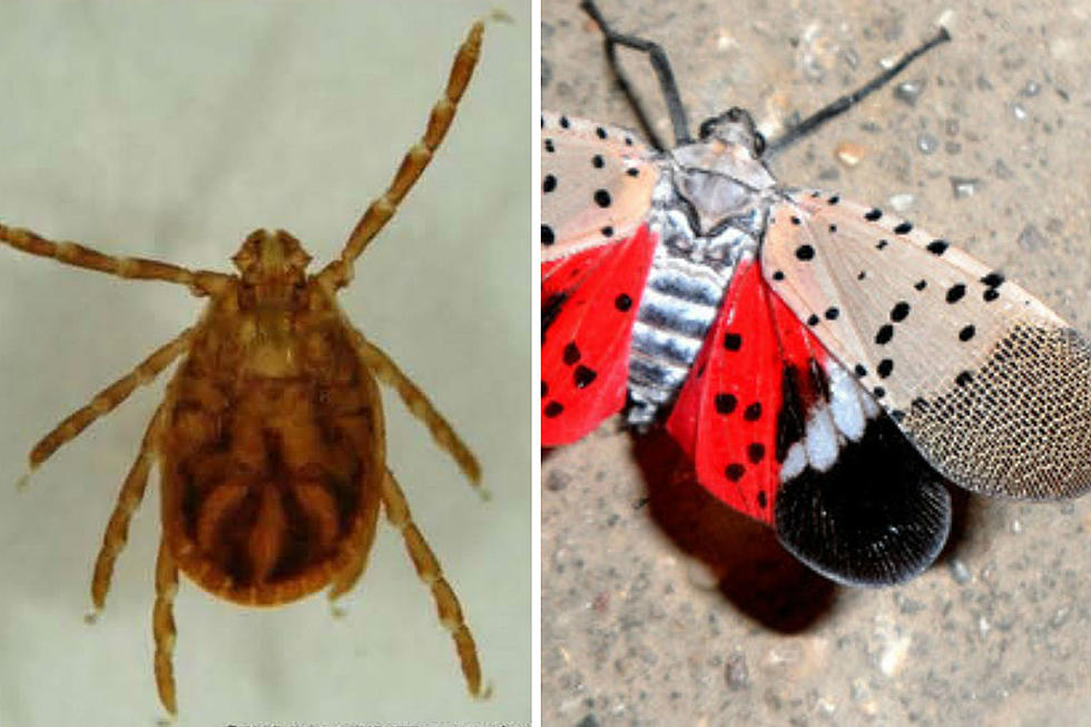Two Nasty, Dangerous Bugs Spotted in More NJ Counties
