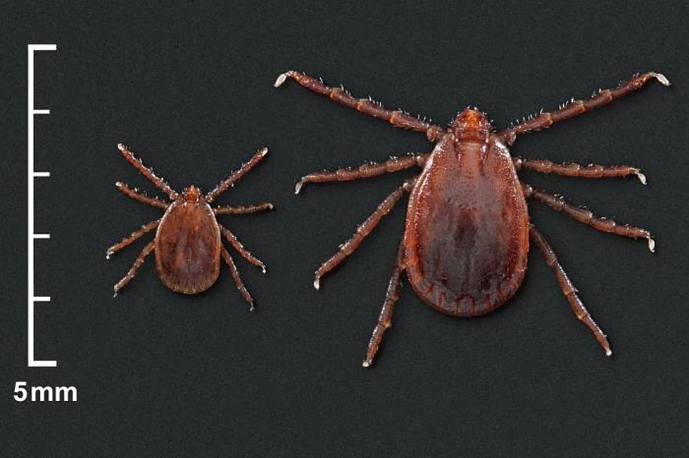 Asian tick, now in 9 NJ counties, traveling by animal