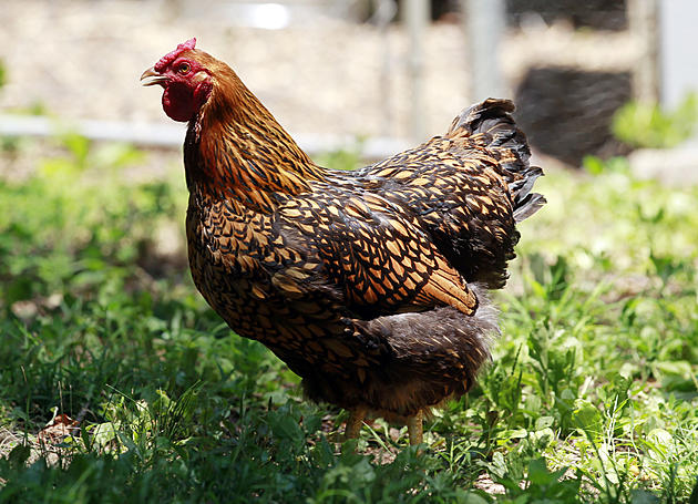 Jersey Man Fined $533 Over &#8216;Emotional Support&#8217; Chickens