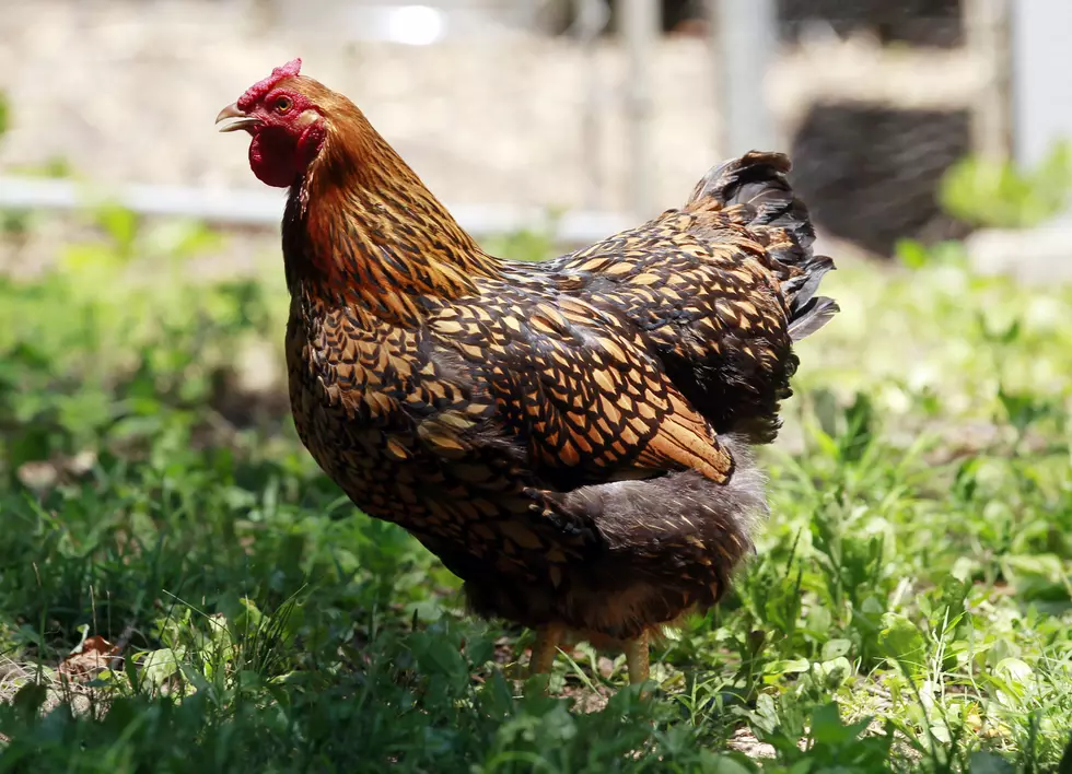 Jersey man fined $533 over 'emotional support' chickens