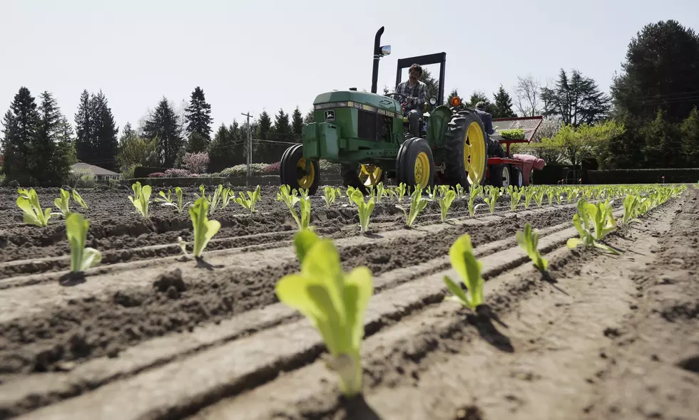 Don't eat any romaine lettuce! E. coli sickens people in NJ