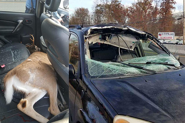 Deer crashes through NJ woman&#8217;s SUV, ends up in back seat