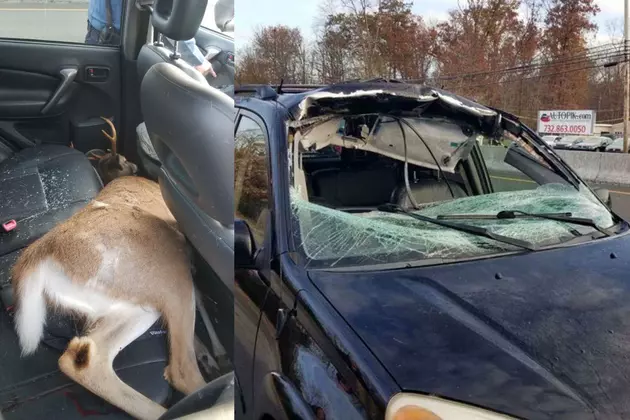 Deer crashes through NJ woman&#8217;s SUV, ends up in back seat