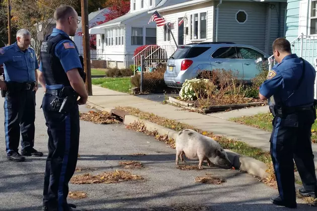 Runaway pig returned home safely by local police officers