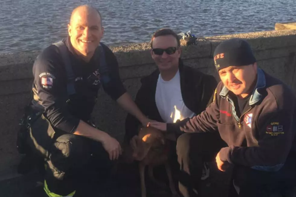 Bayone firefighters rescue pup from frigid Newark Bay waters