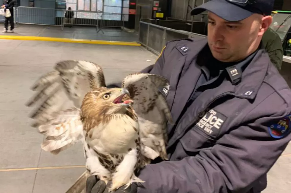 Police help free hawk from Penn Station after pigeon pursuit