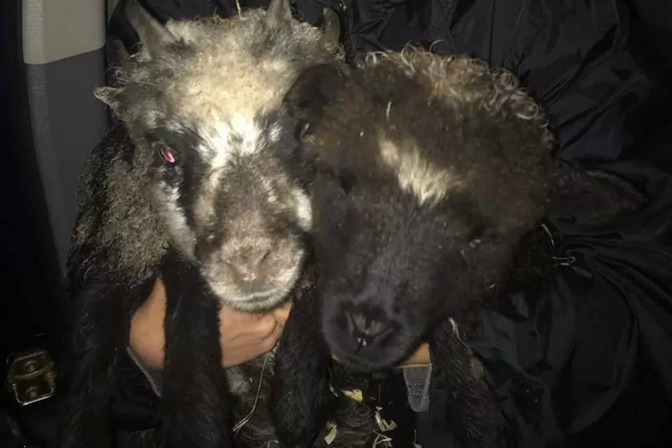 Christmas miracle for nativity scene’s lambs: Saved from the slaughter