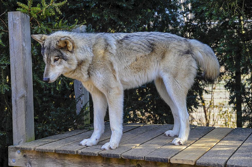 My visit with the wolfdogs of New Jersey