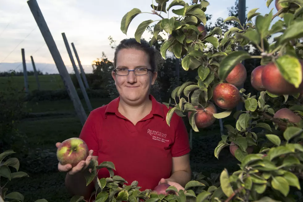 Can NJ revive its hard cider industry?
