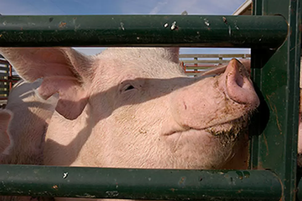 Morris County cops find 9 dead pigs in animal cruelty case