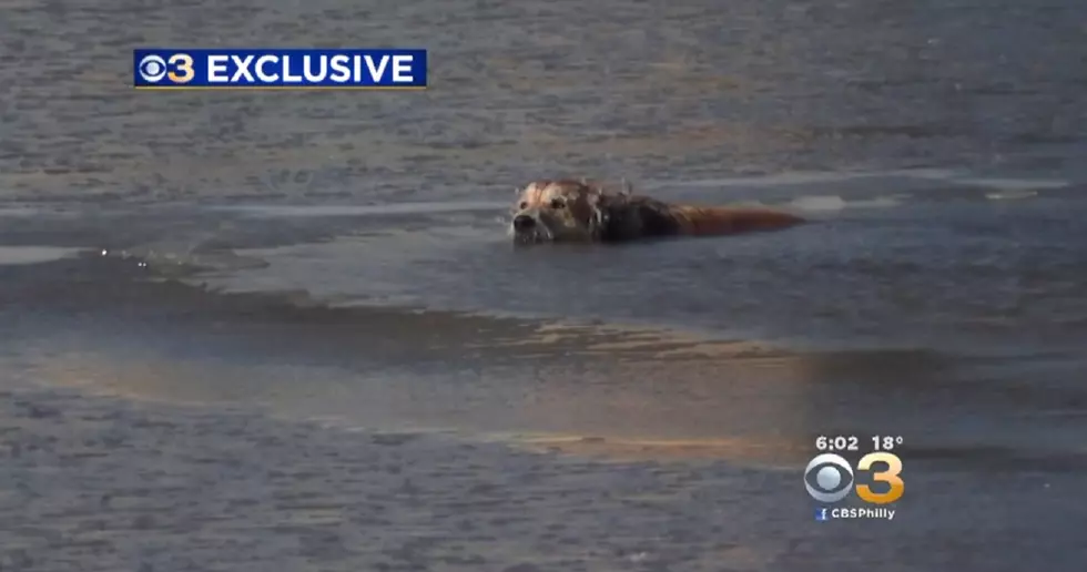 Watch Dog Being Rescued from Frozen New Jersey River
