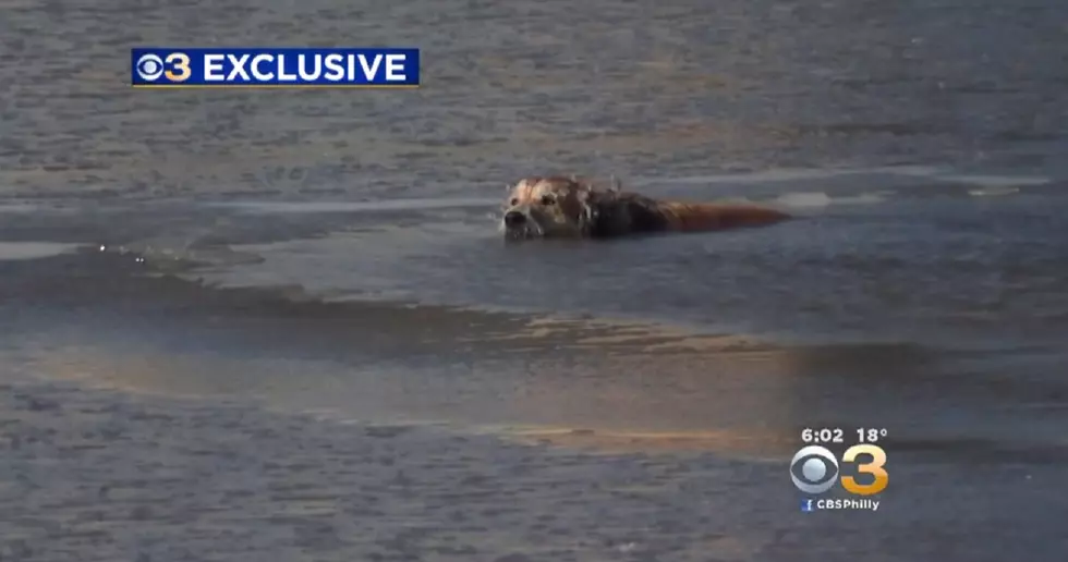 Dog rescued from South Jersey river