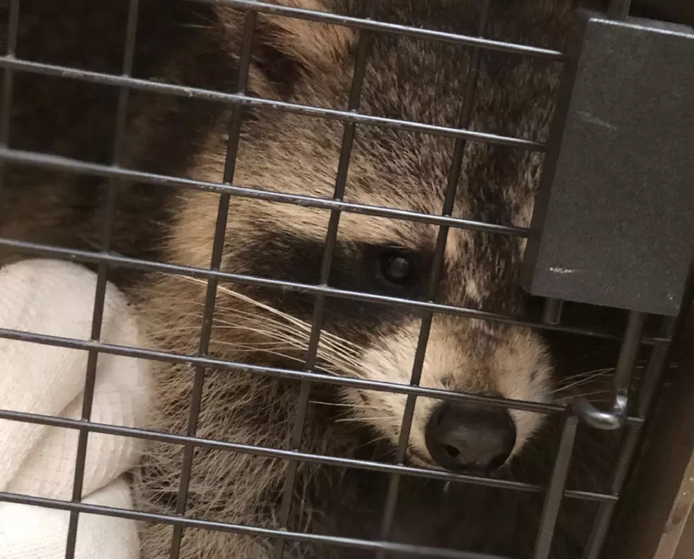 Raccoon beating in Ocean County could ban teens from buying traps