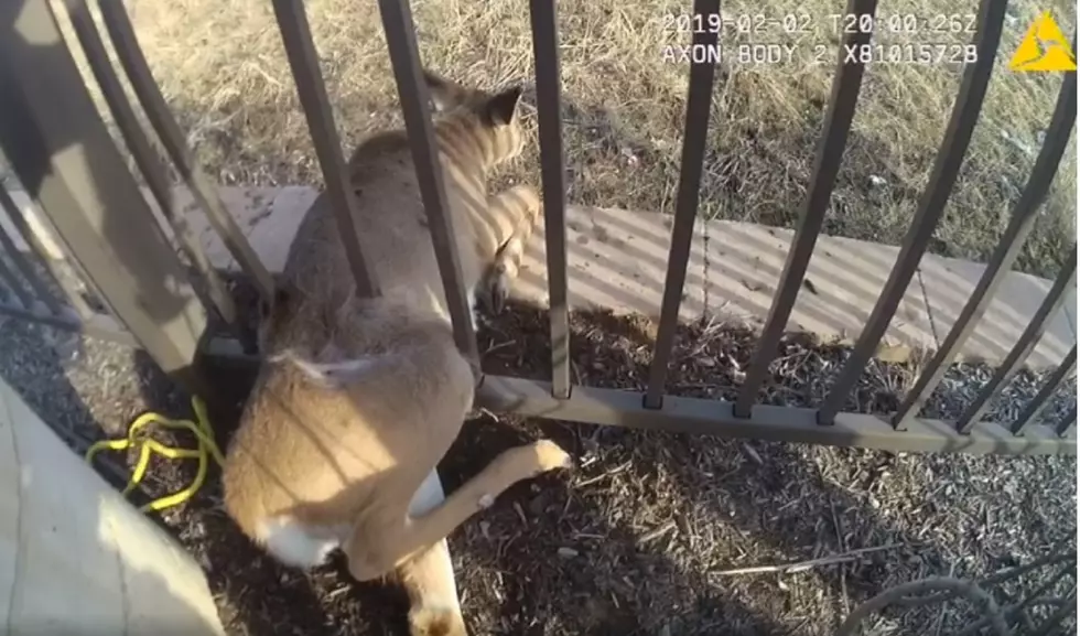 This deer being rescued by police was caught on video