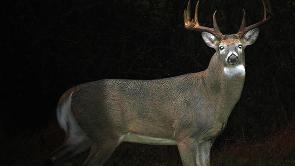 NJ uses &#8216;Robodeer&#8217; to catch illegal night hunters