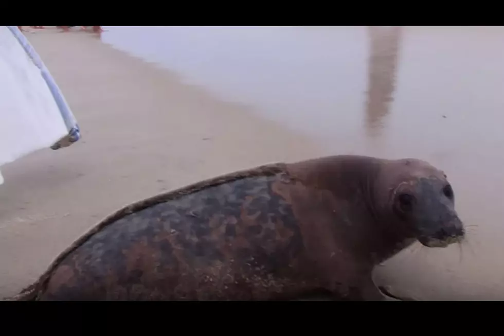 A rough weekend for seals stranded along Jersey Shore, 3 dead