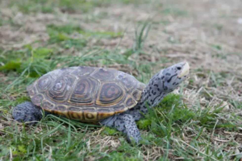 NJ tabloid reporter turtle smuggler gets 6 months in prison