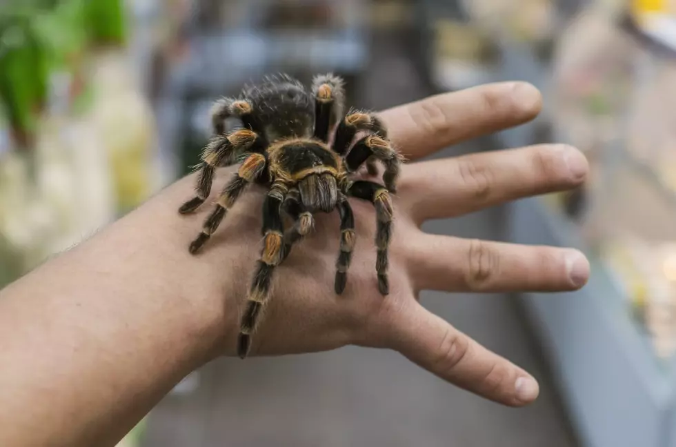 Man nearly dies in snake/spider horror show house