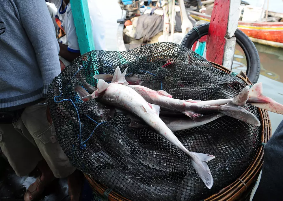 Why dozens of dead sharks wash up at Jersey Shore