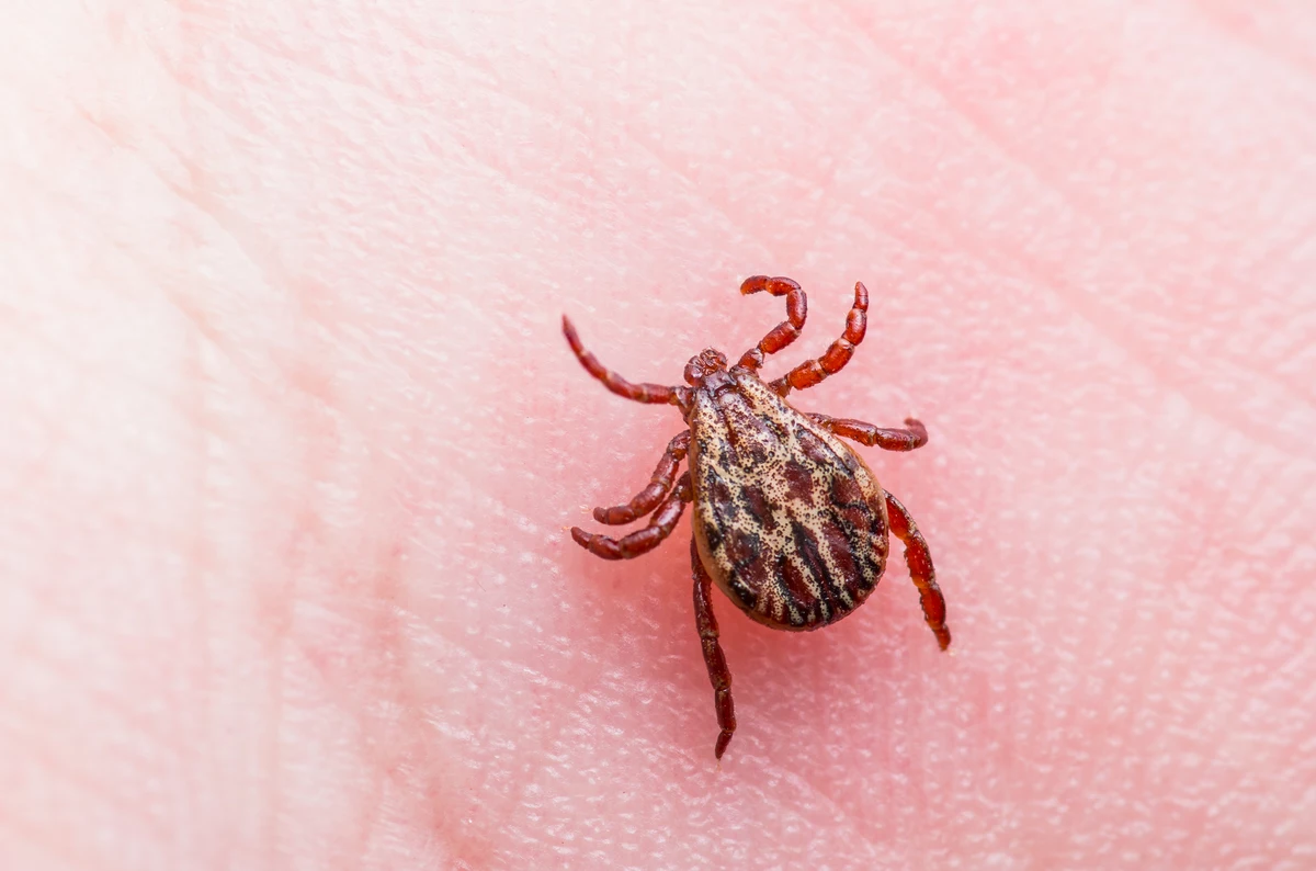 New Jersey is home to eleven species of ticks