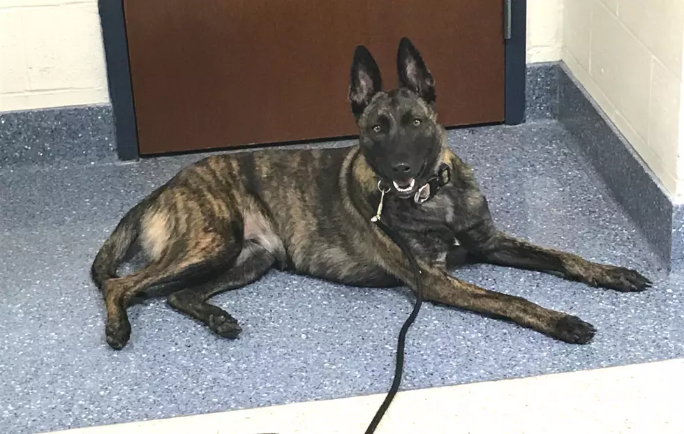 New Jersey has hired the first K-9 officer team to patrol a high school