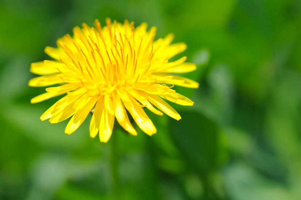 Why leaving weeds in your garden is a good thing