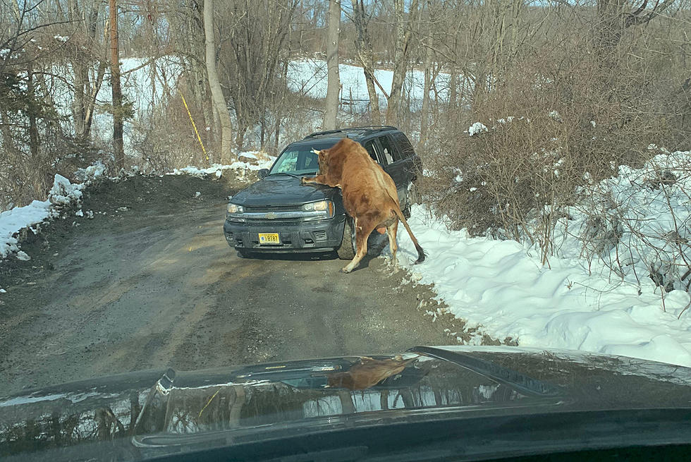Bull attacks its owner, gets shot by NJ police