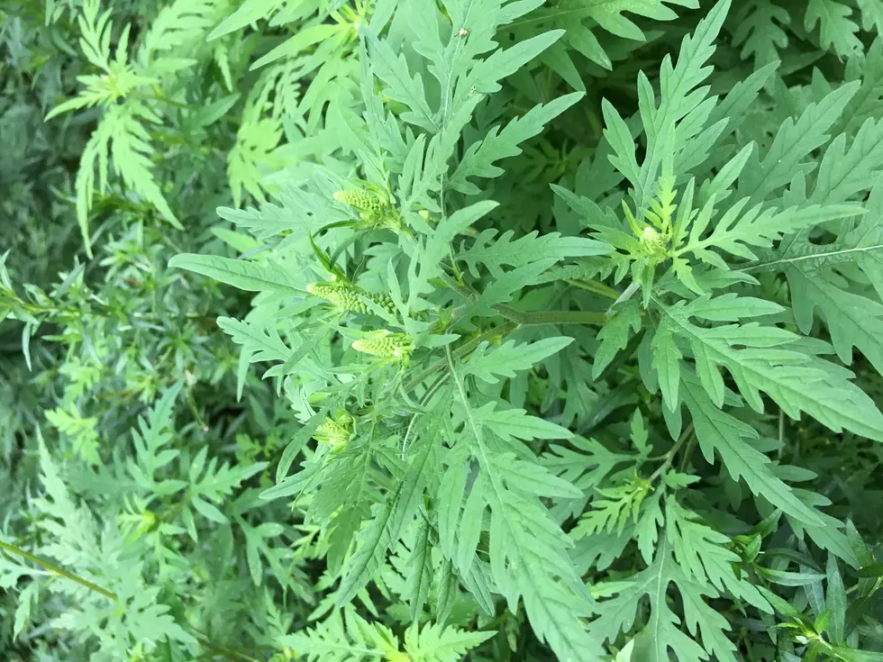 ‘Robust’ ragweed season arrives in New Jersey