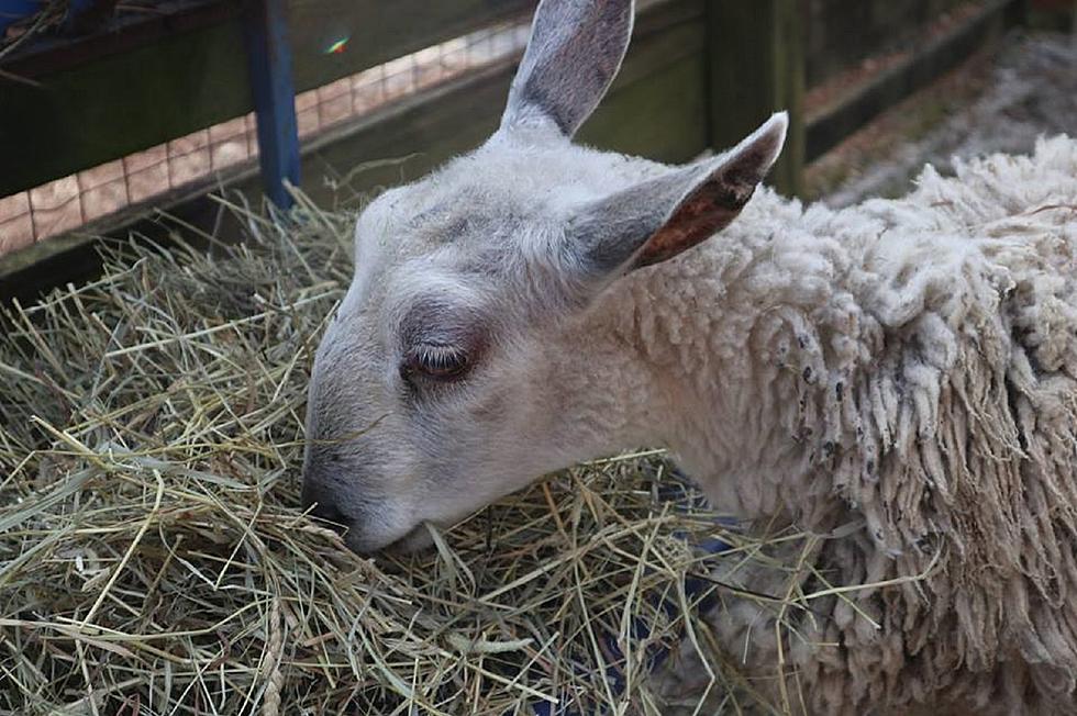 Sheep destined for sacrifice rescued from NJ street