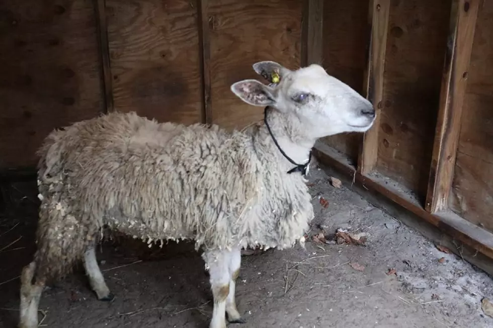 Sheep destined for sacrifice rescued from NJ street