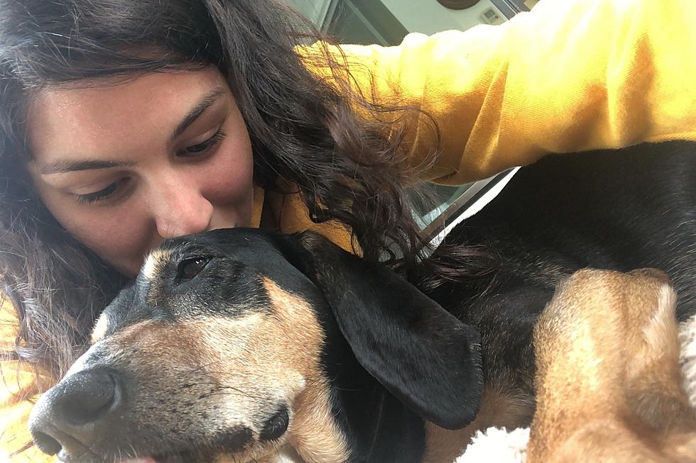 Dog with cancer ran away after surgery — but good news