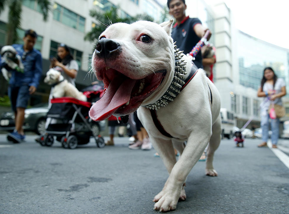 Lost pit bull goes after NJ 4-year-old&#8217;s face, cops say