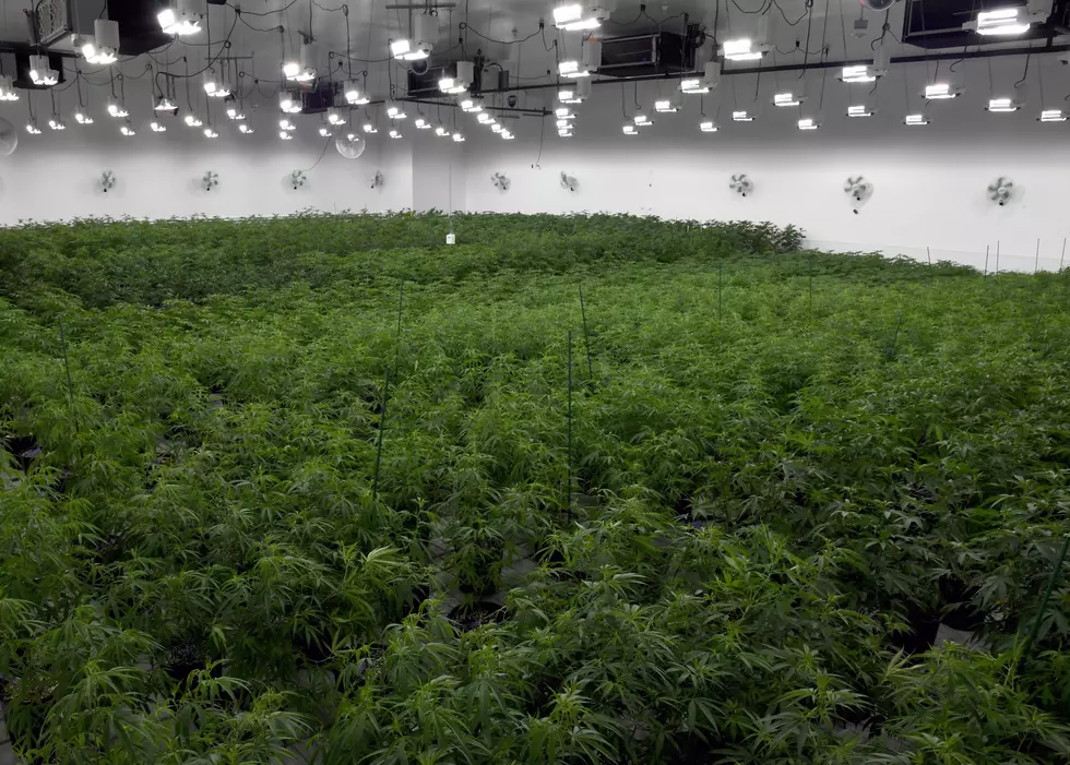 Marijuana legalization could require 100 new growing sites in NJ