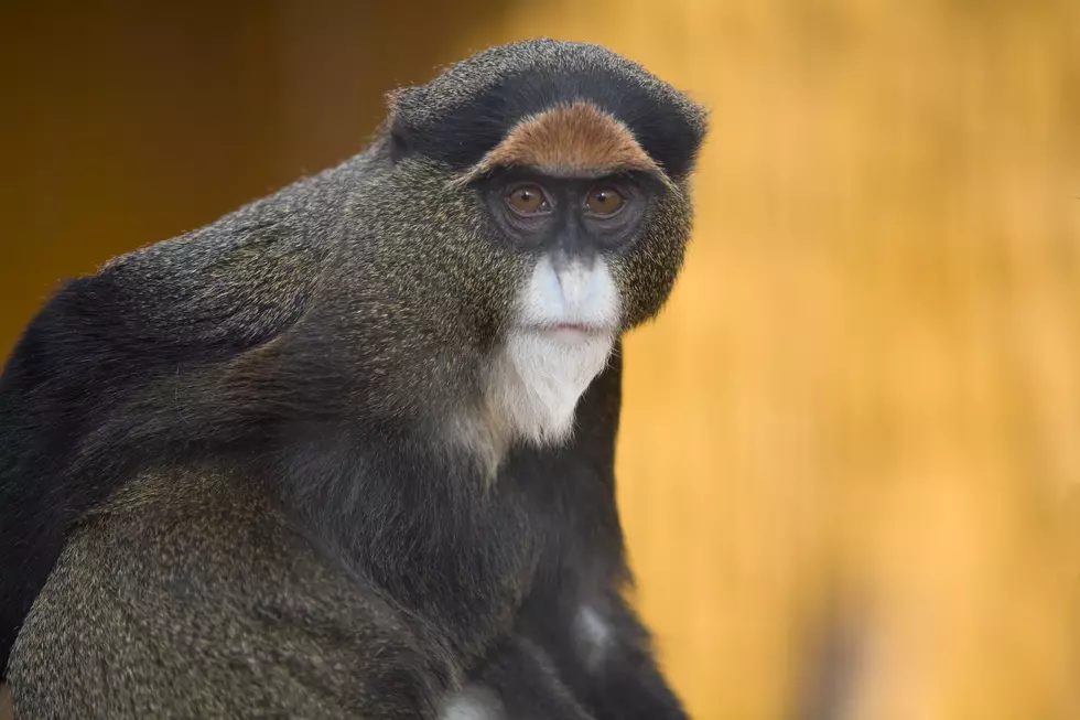Cape May County zoo was just named New Jersey’s best