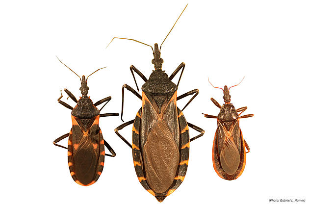 The latest on disease-prone &#8216;kissing bugs&#8217; that spread to NJ