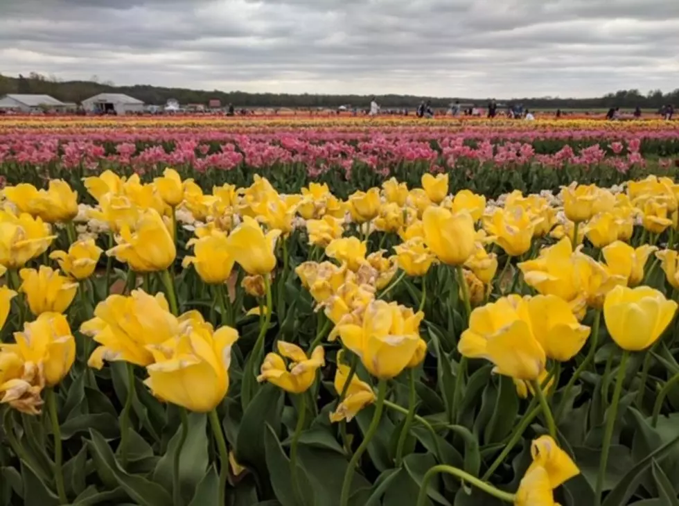 NJ farm has millions of tulips — you can pick as many as you want
