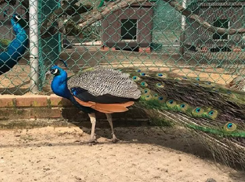 Cops trying to catch peacock that escaped Piscataway zoo