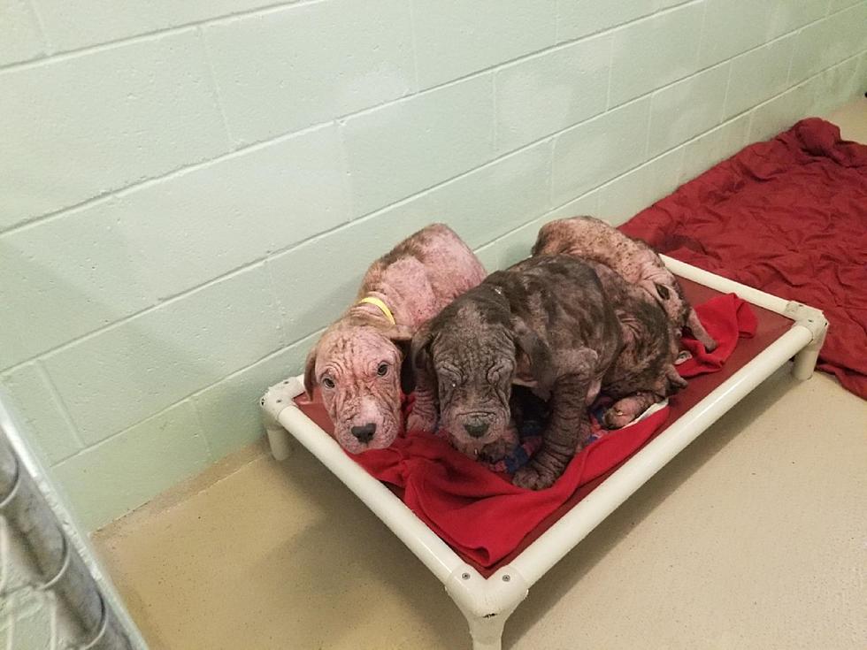 These abandoned puppies desperately need your help