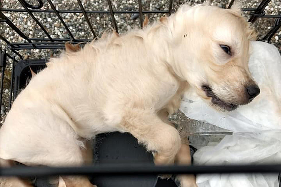 ademen vervormen Discipline 10-week-old puppy found dead in cage, submerged in NJ pond