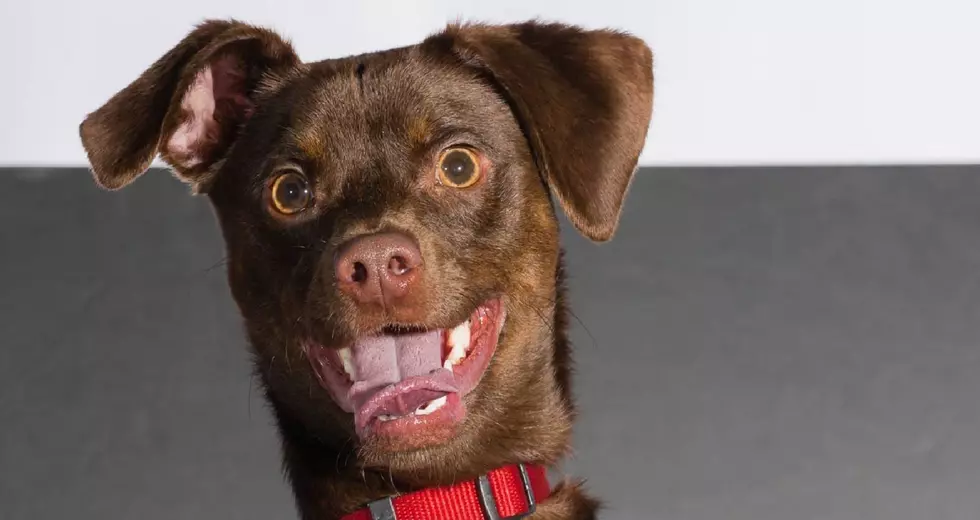 This smiling dog is up for adoption in Montclair