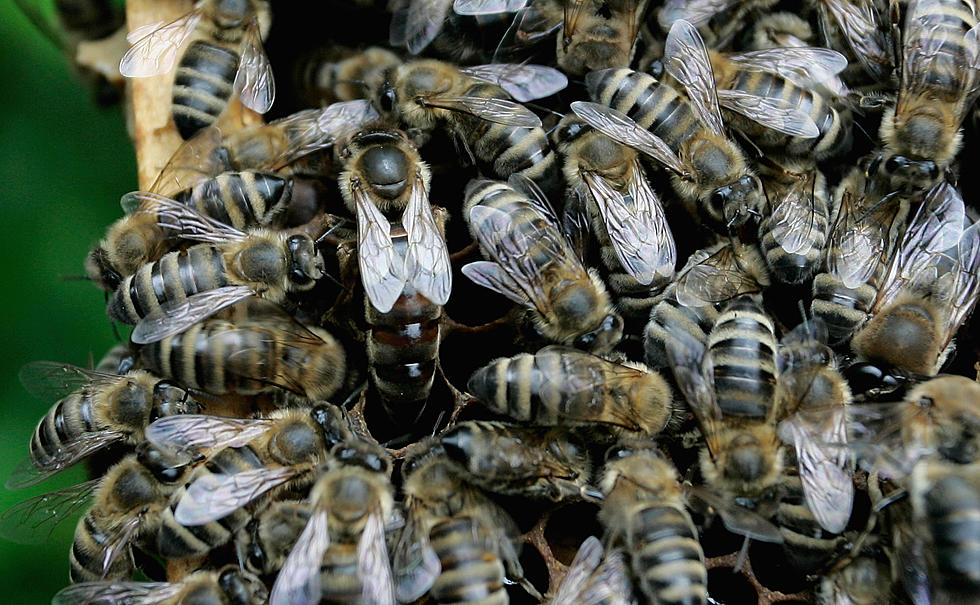 Fifty thousand bees found in Jersey City building
