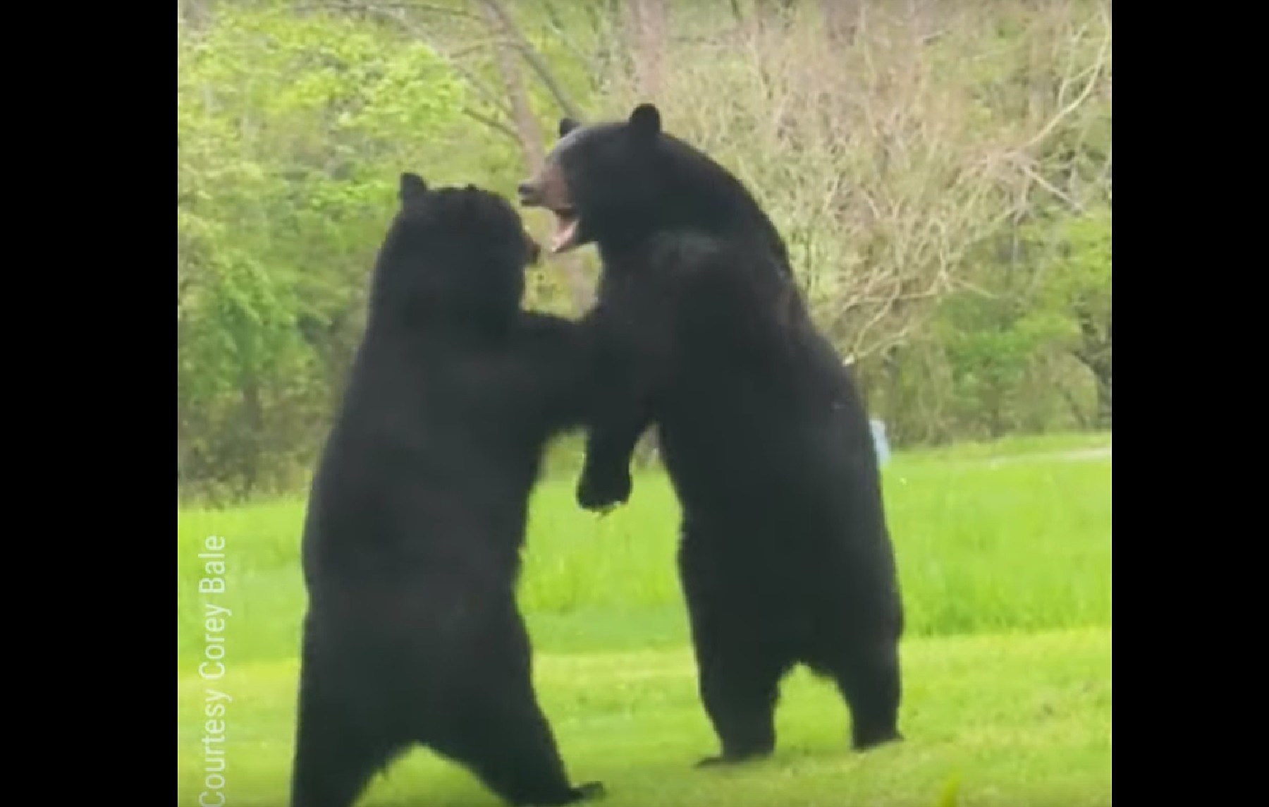 Bears brawling on front lawn caught on video