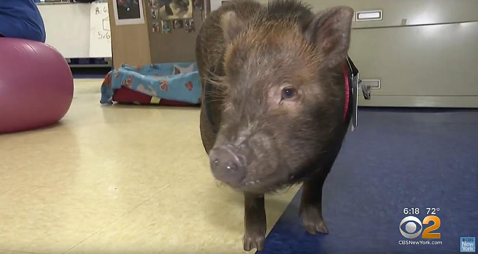 Pot belly Pig helps New Jersey students de-stress