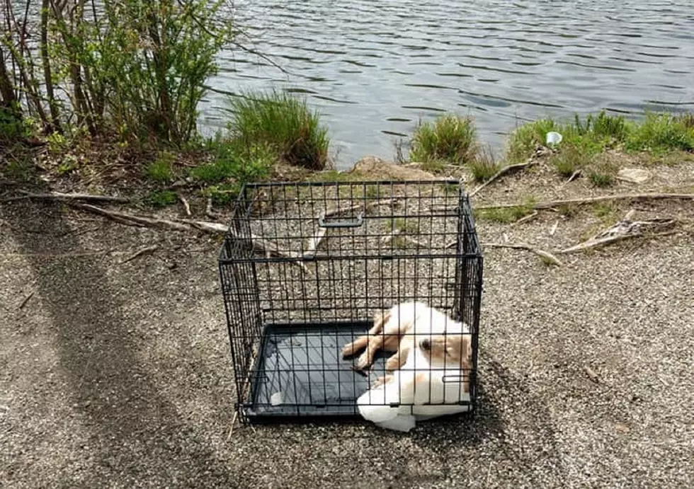Puppy drowned in cage: Angry public boosts reward for arrest