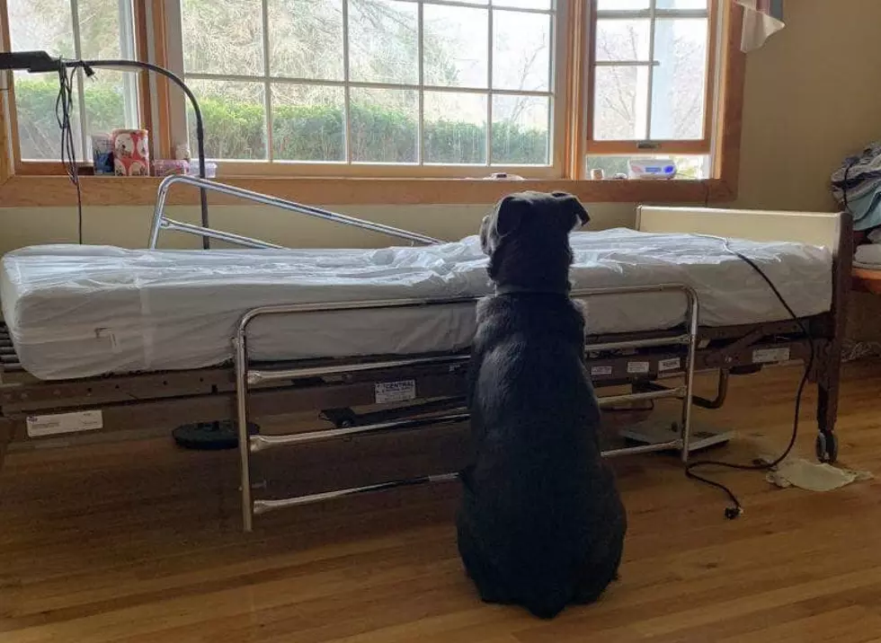Dog sat loyally beside hospital bed after owner passed away