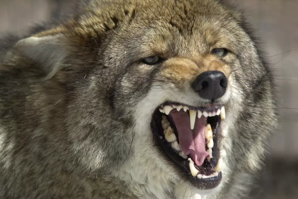 Coyote attacking people at Rutgers could have rabies