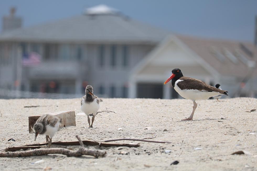 Nix concerts, move fireworks — Jersey Shore makes way for birds